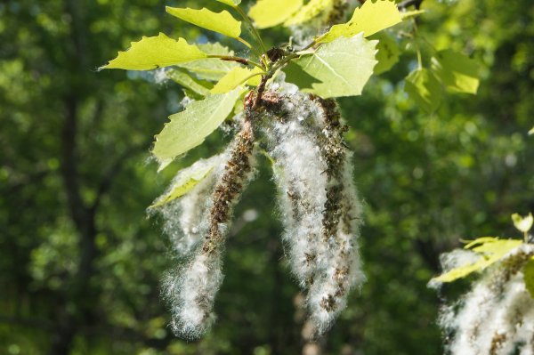 Осина обыкновенная (Populus tremula)