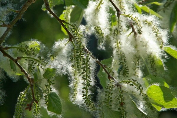 Тополь и Тополиный пух