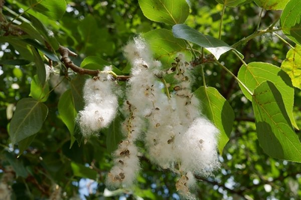 Тополиный пух дерево Тополь