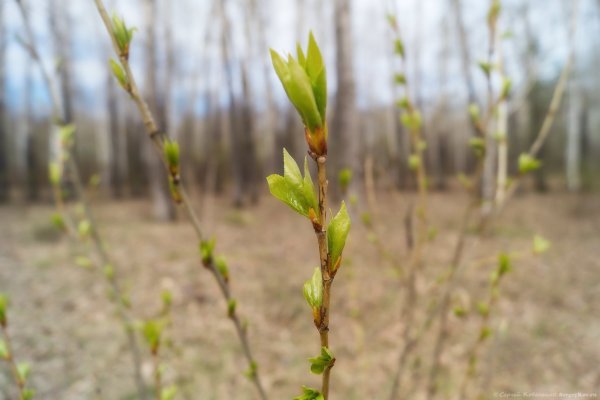 Тополь бальзамический почки