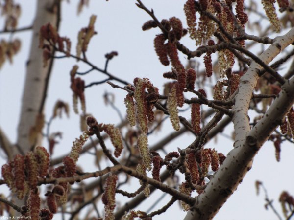 Семена осины