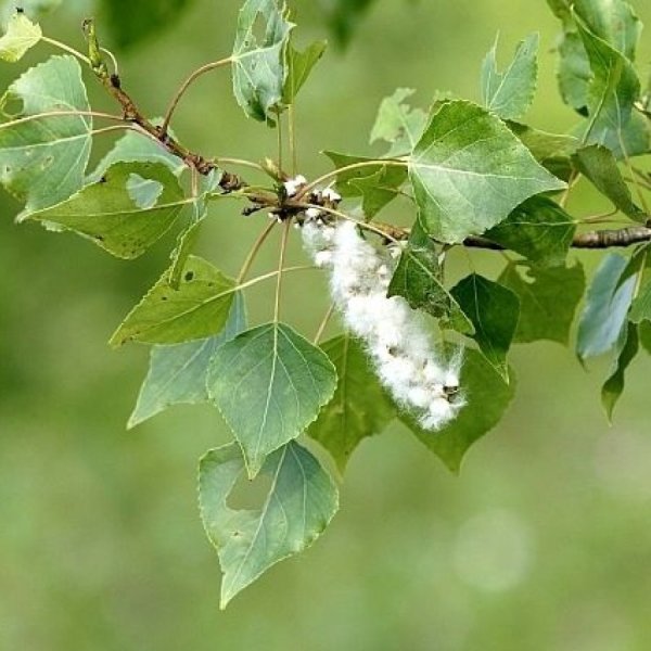 Тополь бальзамический листья