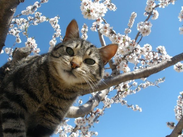 Кошки весной