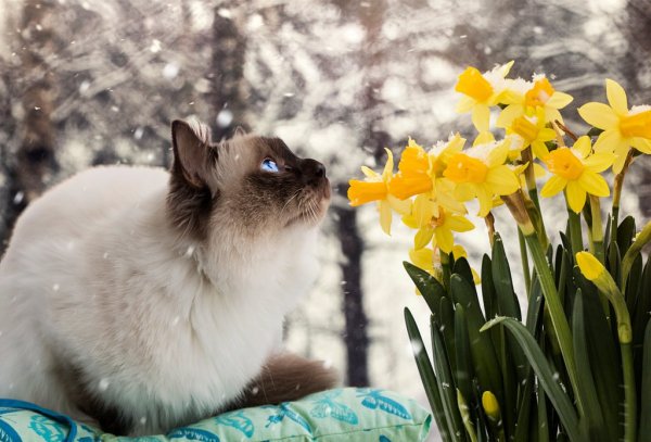 Котики на деревьях весной