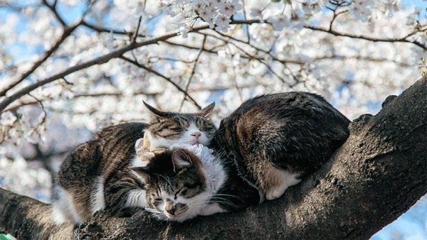 Сакура кошка