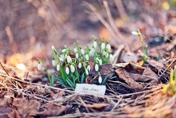 Крокус весенний