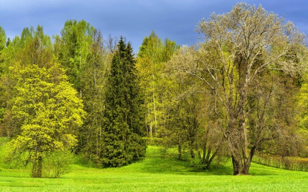 Опушка смешанного леса