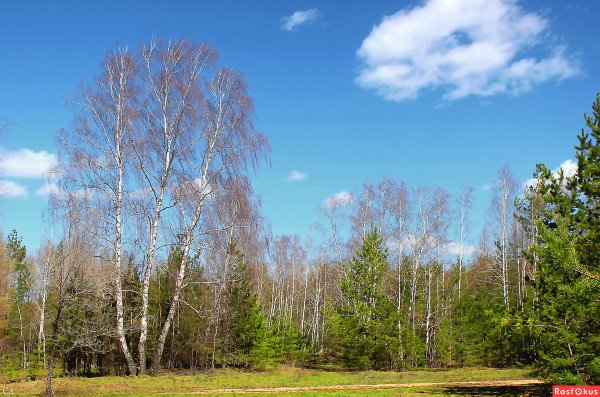 Конец апреля природа