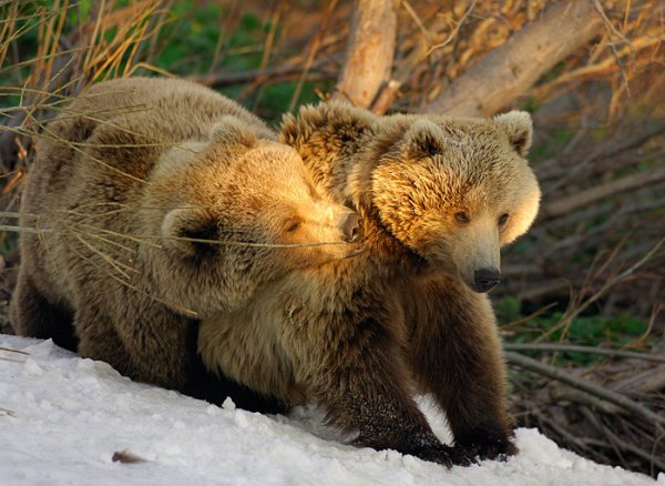 Звери весной