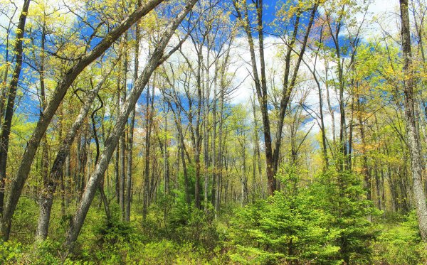 Лиственный лес весной
