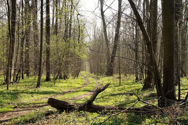 Марий Эл природа Весна лес