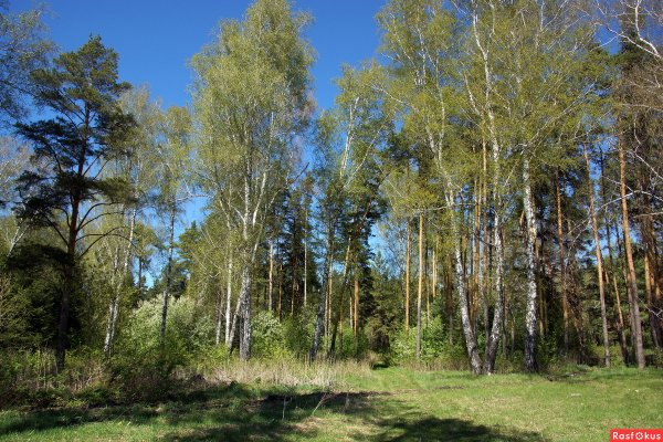 Весна в смешанных лесах