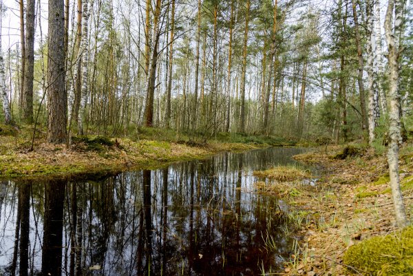 Широколиственный лес весной