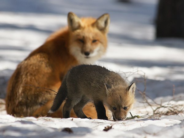 Лиса с лисятами весной