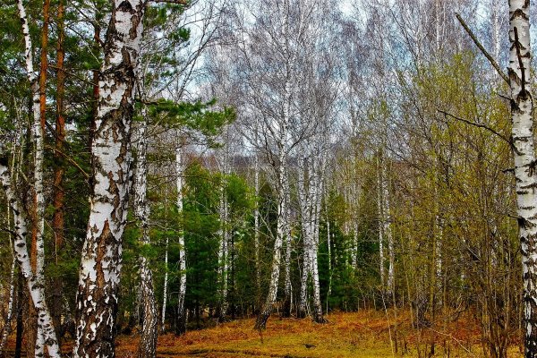 Широколиственный лес весной