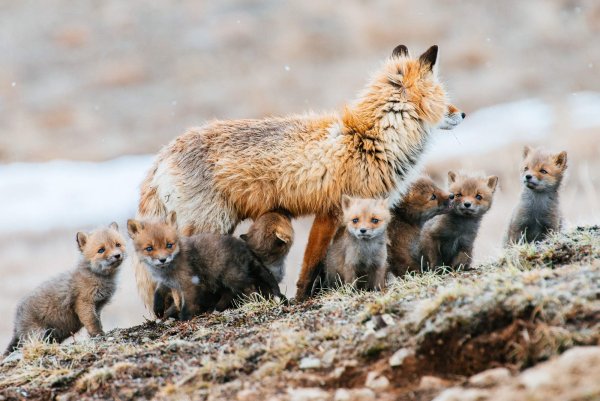 Природа России животные