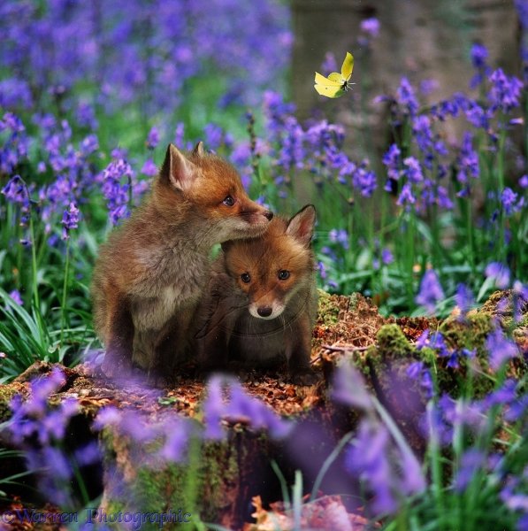 Лиса Весна цветы