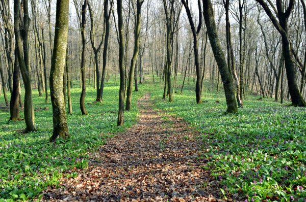 Лес Тверской области
