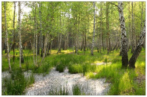 Весна в лесу