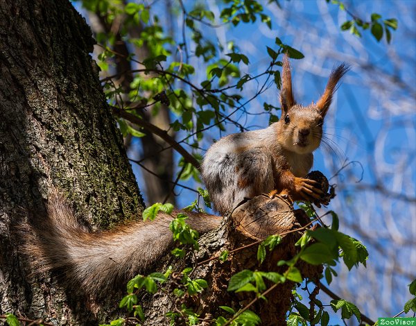 Маньчжурская белка