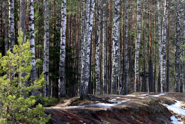 Хвойно-мелколиственные леса