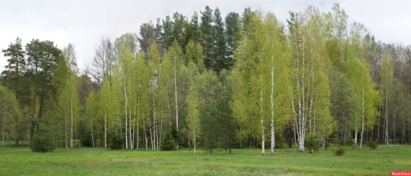 Смешанные леса весной