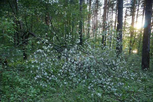 Бор, Дубрава, Березняк, ельник