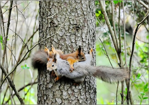 Обыкновенная белка с бельчатами