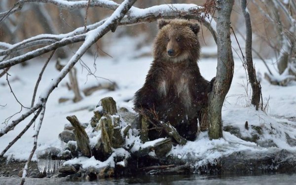 Николай Зиновьев фотограф дикой природы