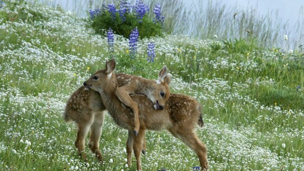 Оленята обнимаются