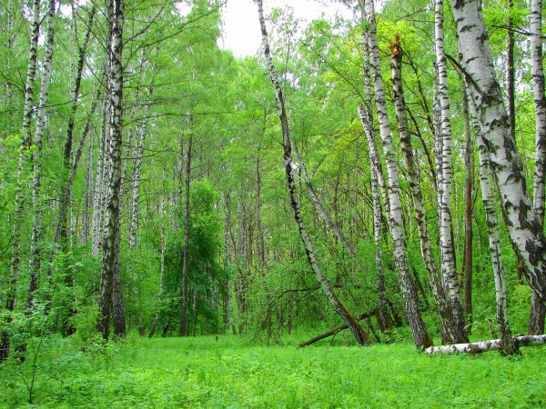 Березово-еловый лес