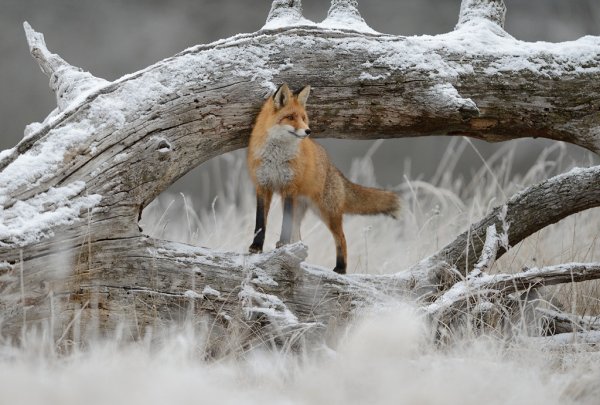 Шпиленок Игорь фотограф