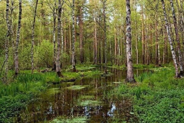 Весенний лес