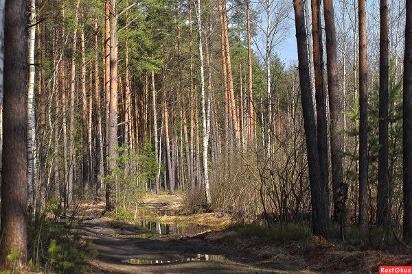Хвойно-мелколиственный лес