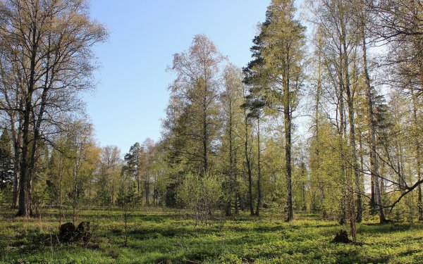 Березовая роща ранней весной чага