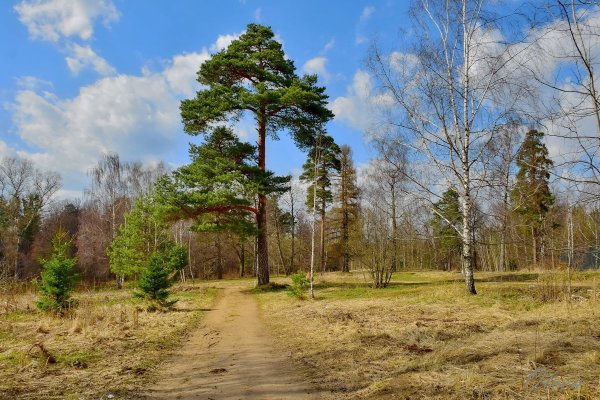 Шишкин березовый лес