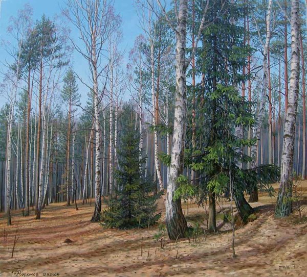 Березы и ели