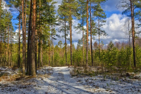 Пролесок прогалина