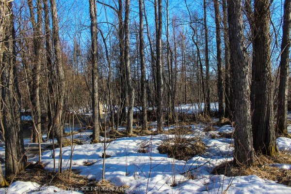 Март в лесу