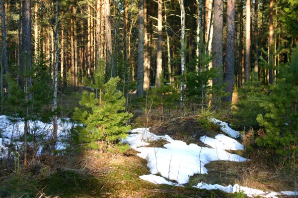 Ффото лес Цветущий Россия
