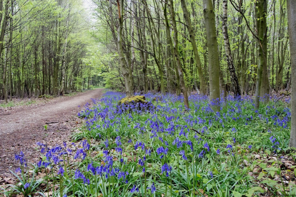 Берёзовая роща Бирск
