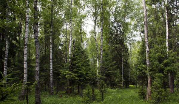 Весна в лесу