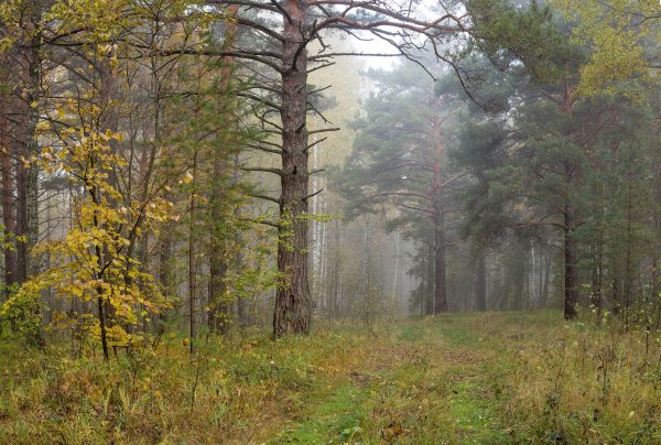 Березовый лес