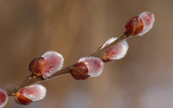 Весенняя Верба
