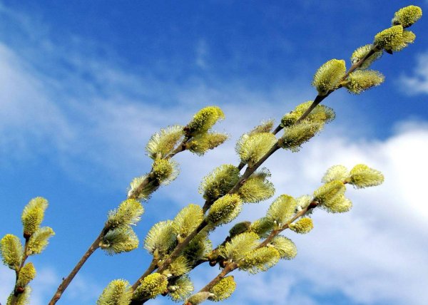 Весенняя ветка вербы