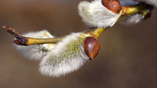 Весенняя Верба