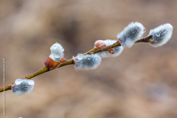 Верба для детей
