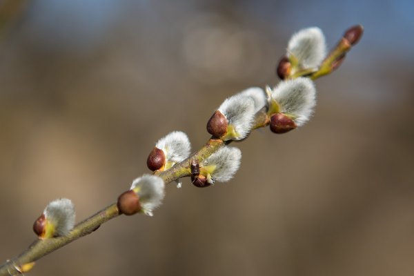 Верба Вербочка