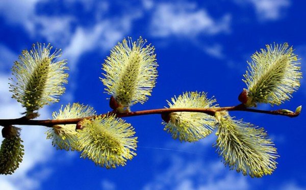 Весенняя Верба