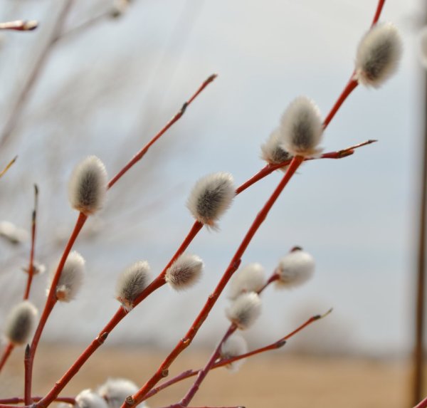 Верба весной